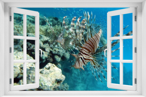 Fototapeta Naklejka Na Ścianę Okno 3D - Lion Fish in the Red Sea.