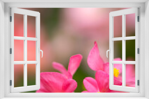 Fototapeta Naklejka Na Ścianę Okno 3D - ベゴニアの花