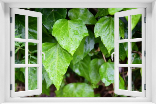 Fototapeta Naklejka Na Ścianę Okno 3D - 新緑の森と植物
