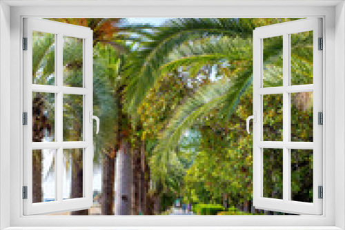 Fototapeta Naklejka Na Ścianę Okno 3D - palm alley on the coast