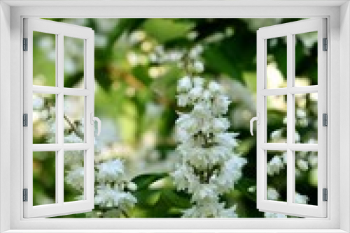 Fototapeta Naklejka Na Ścianę Okno 3D - Fuzzy deutzia blooming shrub.
