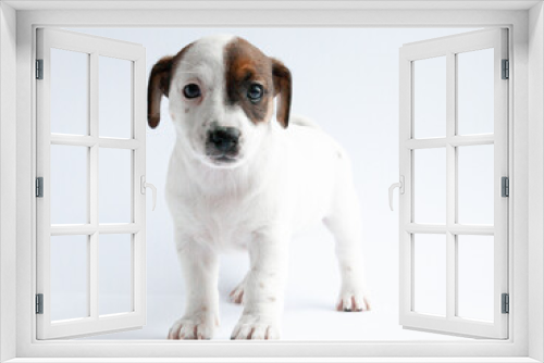 Fototapeta Naklejka Na Ścianę Okno 3D - jack russell terrier puppy