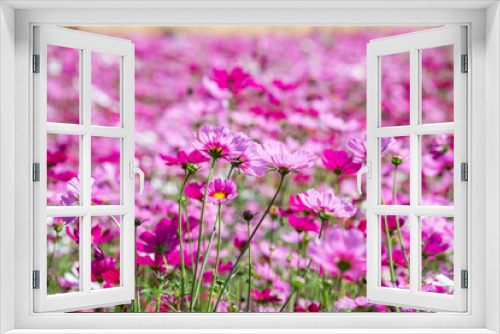 Fototapeta Naklejka Na Ścianę Okno 3D - Close-up pink vivid color blossom of Cosmos flower (Bipinnatus) in a field. Flower fields in Saraburi province ,Thailand. Beautiful flower background in spring season.