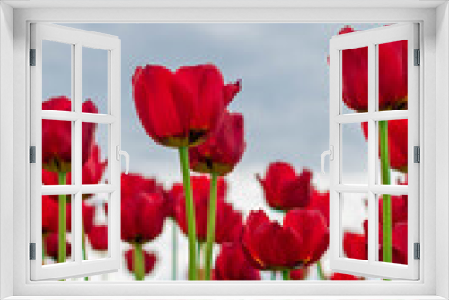 Fototapeta Naklejka Na Ścianę Okno 3D - red tulip