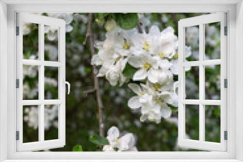 Fototapeta Naklejka Na Ścianę Okno 3D - apple tree flowers beautiful blooming in spring