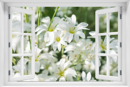 Fototapeta Naklejka Na Ścianę Okno 3D - white flowers blooming in spring