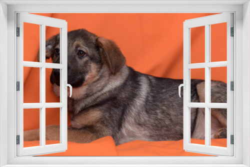 Fototapeta Naklejka Na Ścianę Okno 3D - brown cute puppy pooch on a red