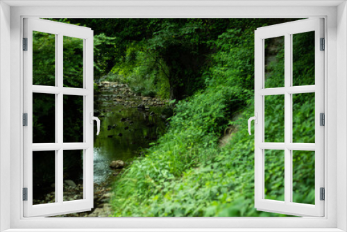 Fototapeta Naklejka Na Ścianę Okno 3D - 綺麗な川