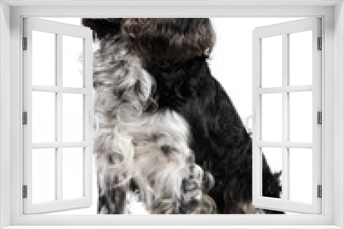 Fototapeta Naklejka Na Ścianę Okno 3D - Russian spaniel dog in studio