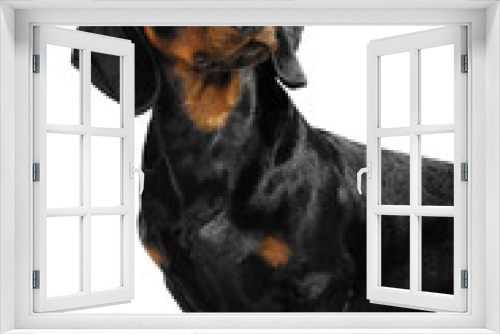 Fototapeta Naklejka Na Ścianę Okno 3D - Dachshund dog in studio