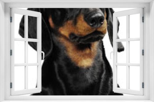 Fototapeta Naklejka Na Ścianę Okno 3D - Dachshund dog in studio