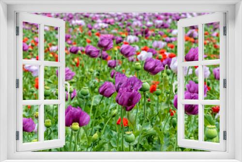 Fototapeta Naklejka Na Ścianę Okno 3D - Field of bright red and violet poppy flowers in summer. Opium poppy field