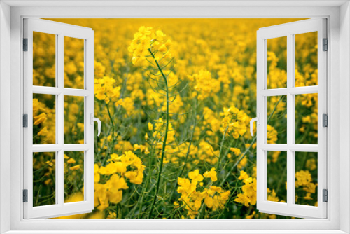 Fototapeta Naklejka Na Ścianę Okno 3D - Rapeseed field in full bloom