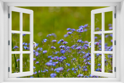 Fototapeta Naklejka Na Ścianę Okno 3D - Myosotis flowers in the garden, macro	