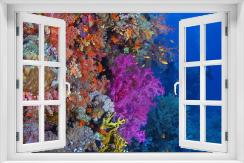Fototapeta Naklejka Na Ścianę Okno 3D - Scuba diver watching beautiful colorful coral reef with red and purple soft corals and fish