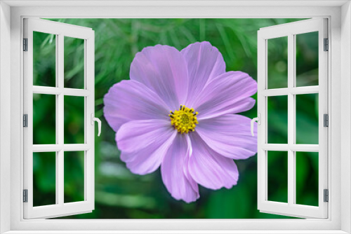 Fototapeta Naklejka Na Ścianę Okno 3D - girasol morado,  Cosmos bipinnatus, hermosa flor violeta en pastizal verde