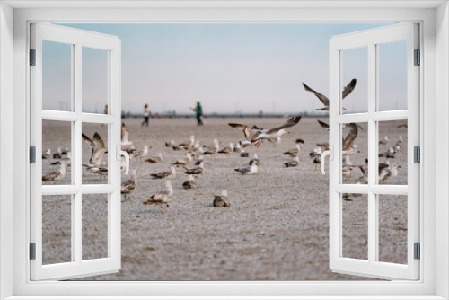 Fototapeta Naklejka Na Ścianę Okno 3D - flock of seagulls on beach