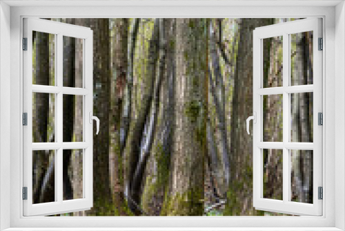 Fototapeta Naklejka Na Ścianę Okno 3D - Tall coppiced trees in a woodland in Kent, England, UK.