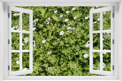 Fototapeta Naklejka Na Ścianę Okno 3D - Geranium versicolor | Géraniums bigarrés, striés ou versicolor à fleurs bicolores blanc à rose pâle, veinées de rose magenta sur tiges dressées au feuillage vert tendre