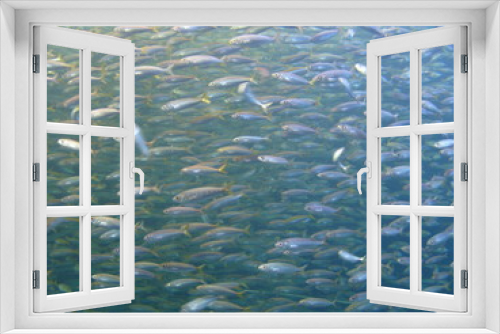 Fototapeta Naklejka Na Ścianę Okno 3D - Makrelen