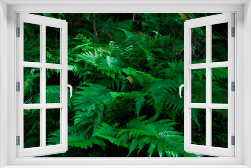 Fototapeta Naklejka Na Ścianę Okno 3D - Microlepia strigosa, known as hay-scented fern, lace fern, rigid lace fern and palapalai, is a fern indigenous to the Hawaiian islands. Mount Kaala Trail / Waianae Valley, Oahu, Hawaii. 