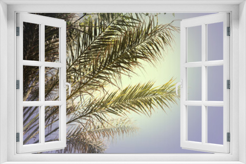 Fototapeta Naklejka Na Ścianę Okno 3D - Beautiful view of palm branches on sunny summer day. Stylized color toning