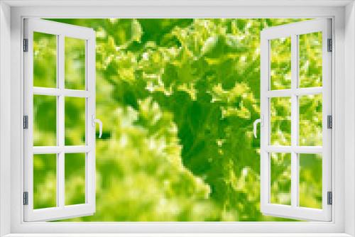 Fototapeta Naklejka Na Ścianę Okno 3D - Green picking lettuce grown in the garden