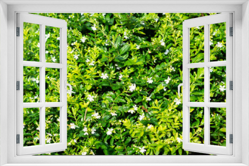Fototapeta Naklejka Na Ścianę Okno 3D - Griselinia Leaves Tropical shrub with green leaves, close up
