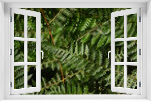 Fototapeta Naklejka Na Ścianę Okno 3D - ferns that grow in tropical forests. Usually found in humid and fertile forest areas