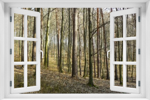 Fototapeta Naklejka Na Ścianę Okno 3D - Forest without leaves