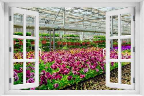 Fototapeta Naklejka Na Ścianę Okno 3D - Blooming multi-colored pansies grown in modern greenhouse, selective focus