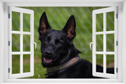 Fototapeta Naklejka Na Ścianę Okno 3D - Belgischer Schäferhund