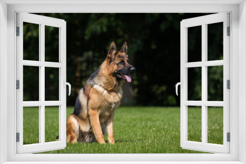 Fototapeta Naklejka Na Ścianę Okno 3D - Deutscher Schäferhund