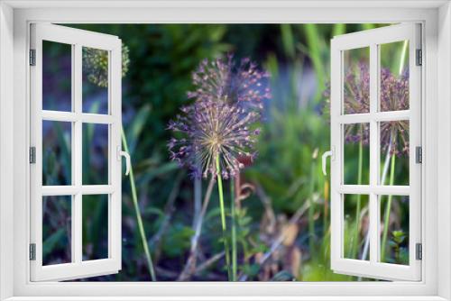 Fototapeta Naklejka Na Ścianę Okno 3D - Czosnek ozdobny kwiaty na tle ogrodu