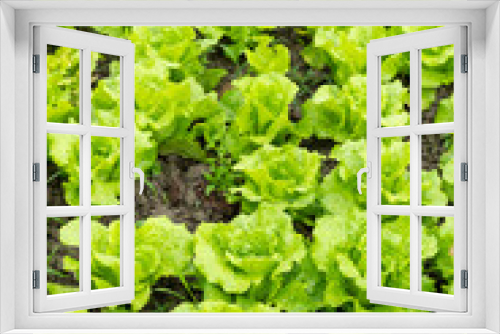 Fototapeta Naklejka Na Ścianę Okno 3D - rows of planted lettuce vertical composition
