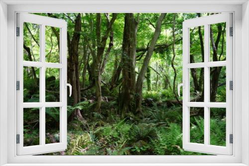 Fototapeta Naklejka Na Ścianę Okno 3D - a lively dense forest in springtime