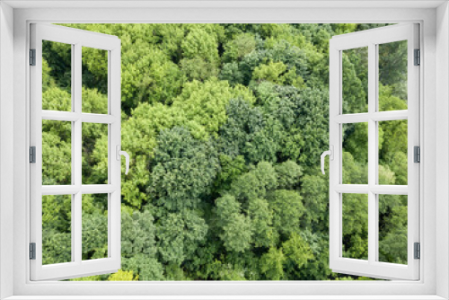 Fototapeta Naklejka Na Ścianę Okno 3D - Green forest in summer. Aerial drone view.