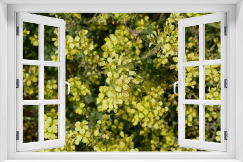 Fototapeta Naklejka Na Ścianę Okno 3D - Yellow little wild mustard flowers in a meadow on a sunny summer day. An agricultural plant of the cruciferous family in natural conditions. Seasonings for a vegetarian diet.