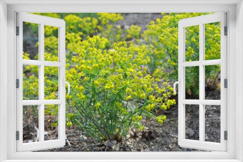 Fototapeta Naklejka Na Ścianę Okno 3D - In spring, Euphorbia cyparissias blooms among herbs