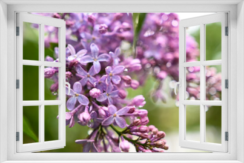 Fototapeta Naklejka Na Ścianę Okno 3D - Spring lilac flowers close up. Blurred background
