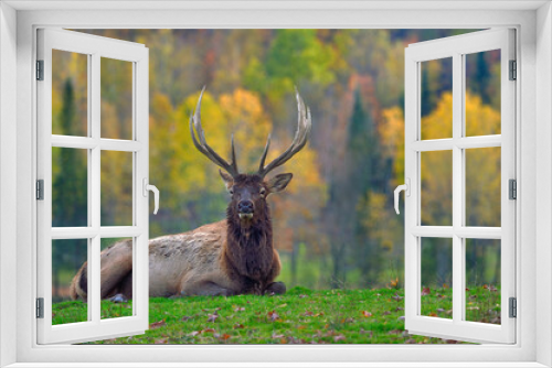Fototapeta Naklejka Na Ścianę Okno 3D - Elk (Wapiti) resting on a hill with fall colours as a backdrop - Canada 