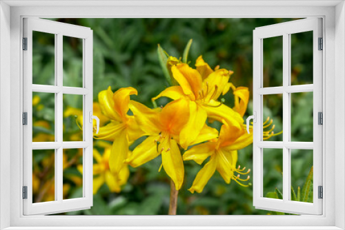 Fototapeta Naklejka Na Ścianę Okno 3D - Yellow Azalea (Rhododendron luteum) in park