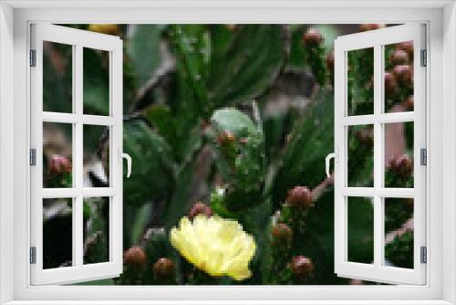 Fototapeta Naklejka Na Ścianę Okno 3D - ウチワサボテンの花