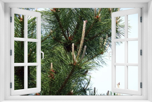 Fototapeta Naklejka Na Ścianę Okno 3D - 松の木の新芽（みどり摘み）
