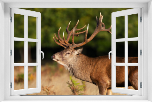 Fototapeta Naklejka Na Ścianę Okno 3D - Portrait of an injured red deer stag