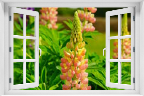 Fototapeta Naklejka Na Ścianę Okno 3D - Lupinus polyphyllus - Blooming Lupine flowers - garden or fodder plant 
