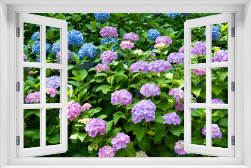 Fototapeta Naklejka Na Ścianę Okno 3D - 青と薄紫色の紫陽花
