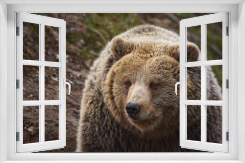 Fototapeta Naklejka Na Ścianę Okno 3D - Brown bear in forest