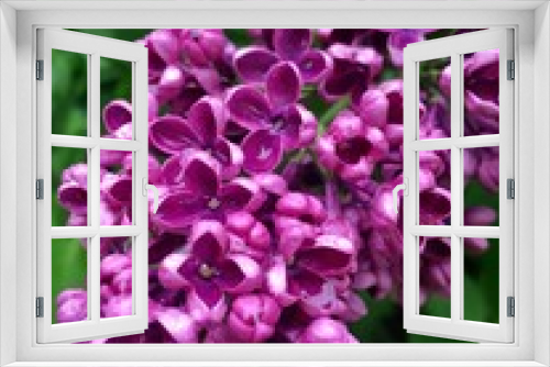 Fototapeta Naklejka Na Ścianę Okno 3D - Lilac bush / Сирень (ByKate)