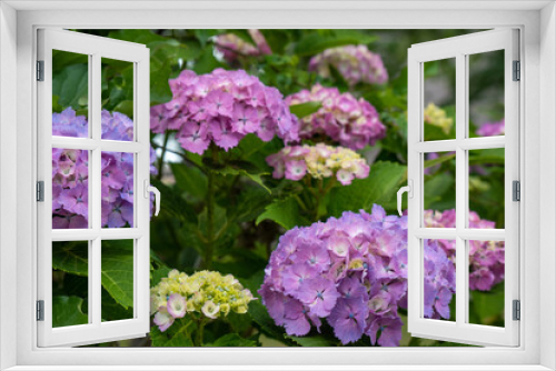 Fototapeta Naklejka Na Ścianę Okno 3D - 紫系の紫陽花の花々2